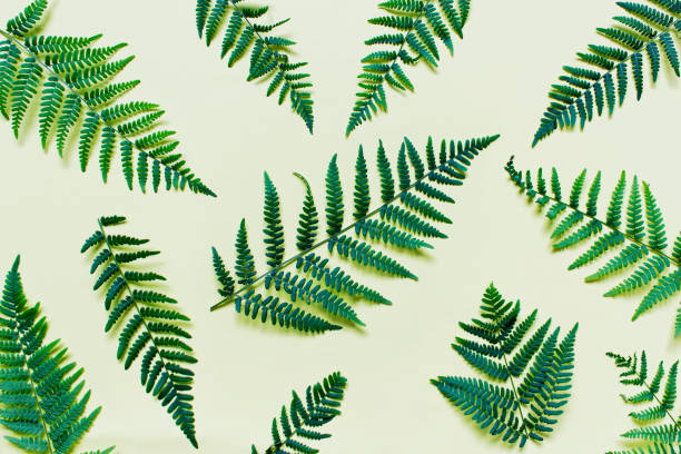istock Flat lay with fern branches forest plants 1165825051