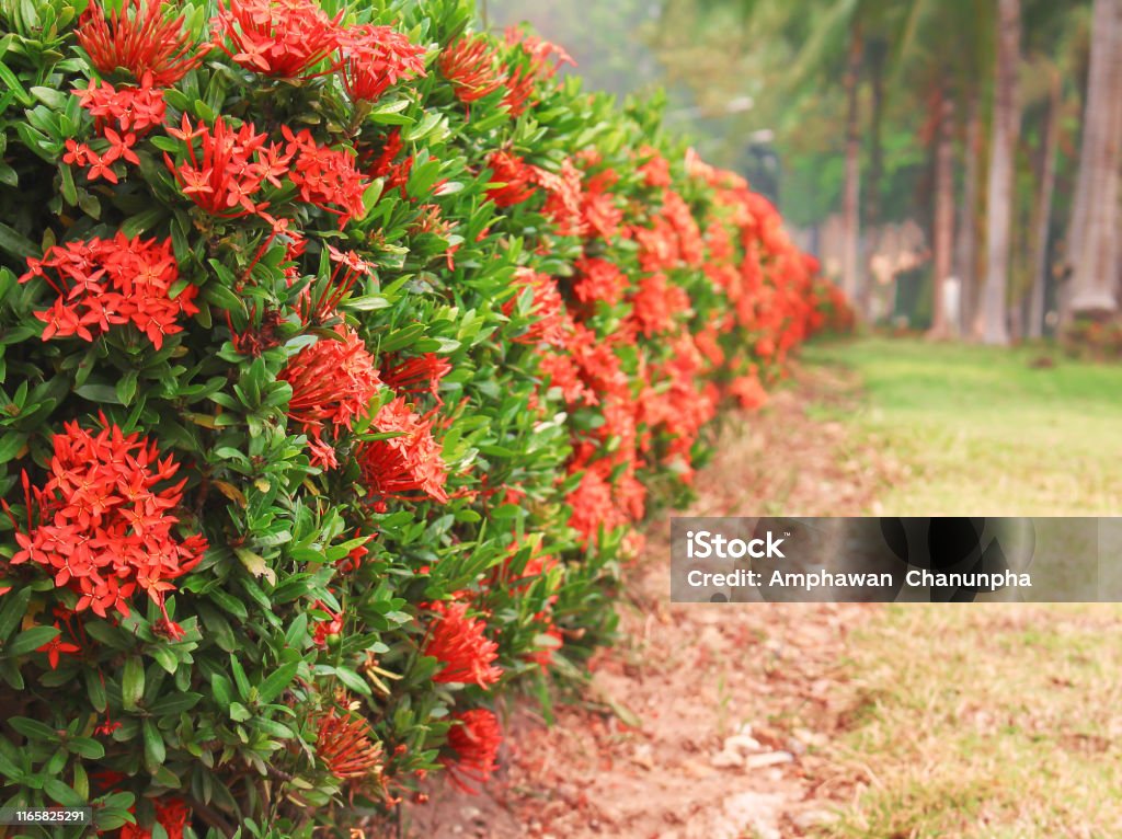 Foto de Flor Vermelha Colorida Do Ponto Que Floresce No Jardim Ou Na Cerca  Decorativa Da Árvore Do Coccinea De Ixora e mais fotos de stock de Ixora -  iStock