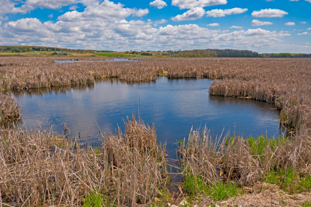 istock Marshland in the Farmland 1165826019