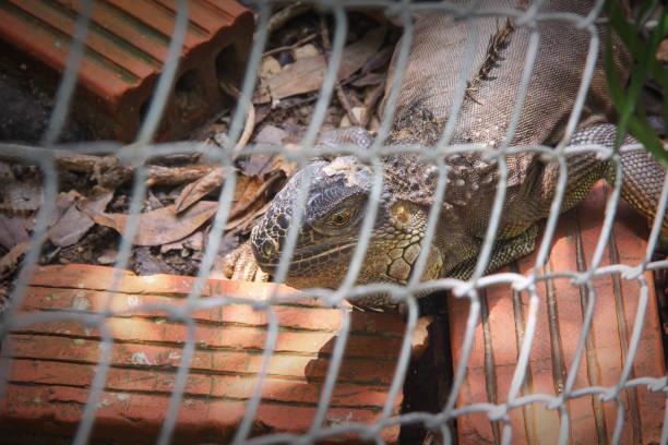 istock Single Iguana in steel cage background 1165826056