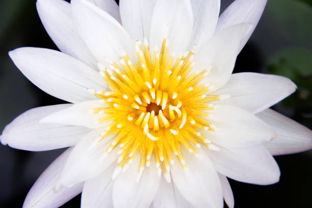 istock Single white lily lotus flowers with yellow pollen blooming top view 1165826071