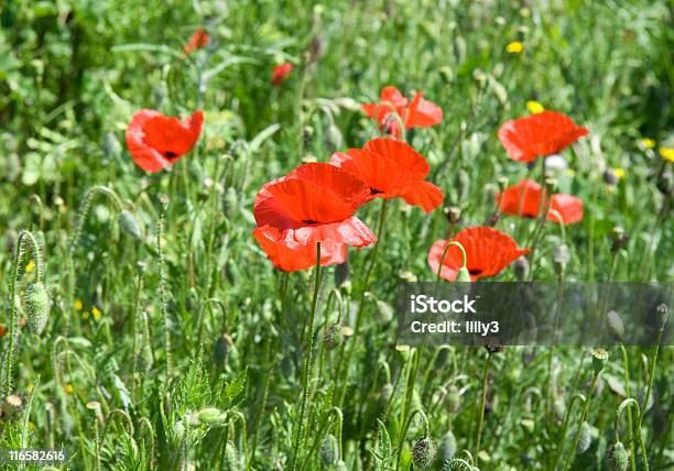 Foto de Red Poppies Em Um Prado e mais fotos de stock de Beleza natural - Natureza - Beleza natural - Natureza, Botânica - Assunto, Botão - Estágio de flora