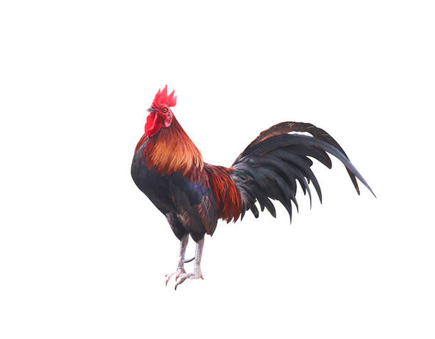 istock Single big cockfighting  isolated on white background with clipping path 1165827446