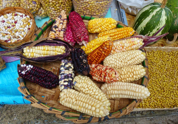 화려한 옥수수와 콩의 말린 귀 - corn on the cob corn dry dried food 뉴스 사진 이미지