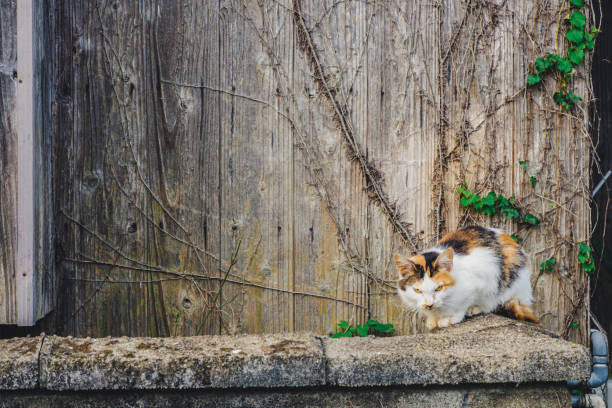 日本の野生の猫の生活が見える - kitten cats animals and pets formal garden ストックフォトと画像