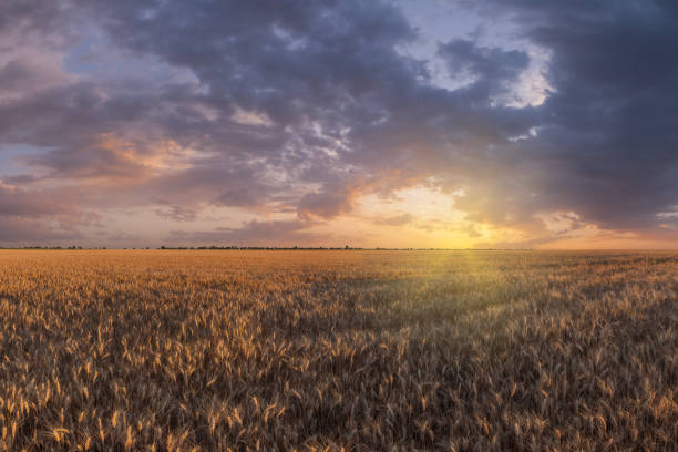 istock Landscape with field of wheat 1165833449