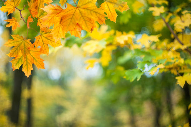 Autumn maple tree