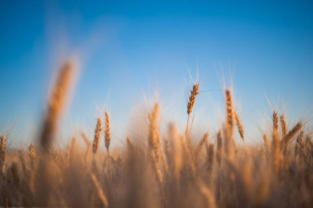 istock Spikelets of wheat 1165834261