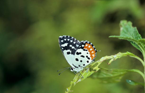 istock Red Pierrot from Amboli forest, Maharasthra, India 1165834305