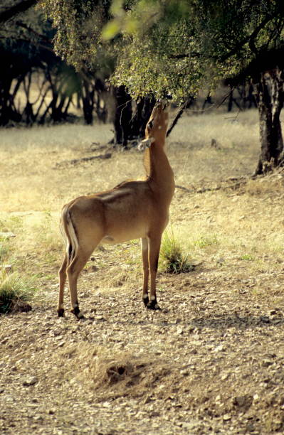 istock Nilgai Female feeding 1165834350