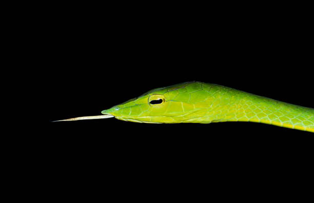 istock Green Vine Snake from Amboli, MAharashtra, India 1165834424