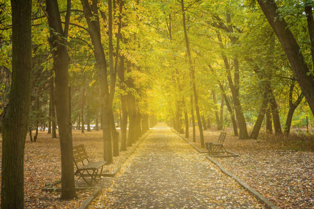 istock Beautiful autumn in park 1165835187