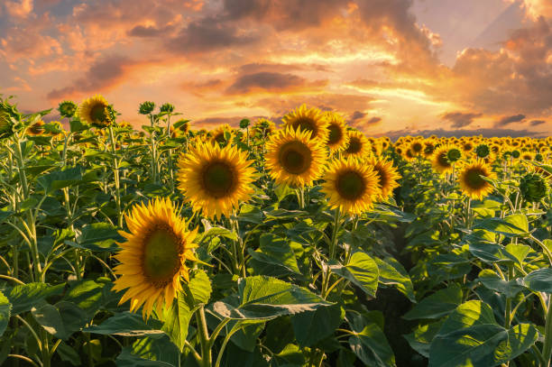 istock Landscape with sunflowers field on sunset 1165835225