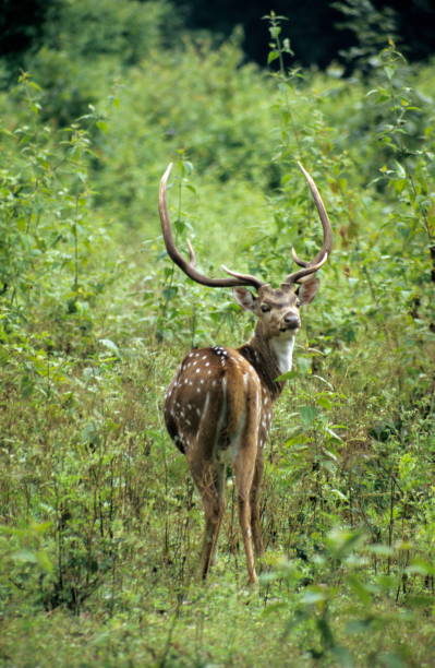 istock Chital Stag at Nagarhole, Karnataka 1165835333