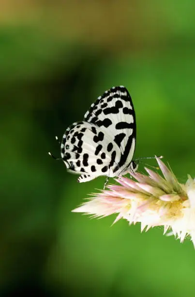 Common Pierrot at Vikhroli Mangroves, Mumbai