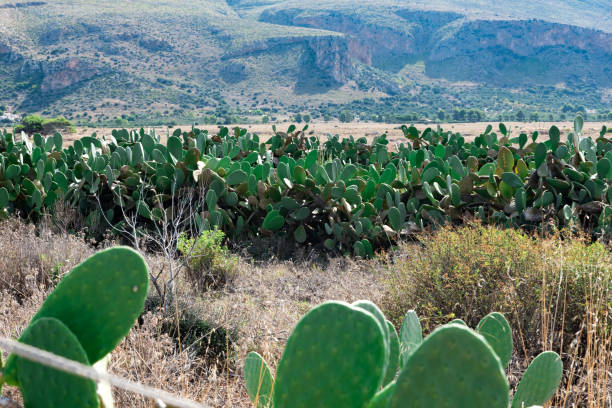 istock Wonderful Sicilian views with prickly pears 1165836142
