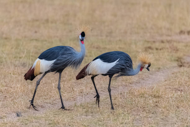 istock Grey Crowned Crane, beautiful birds 1165836174