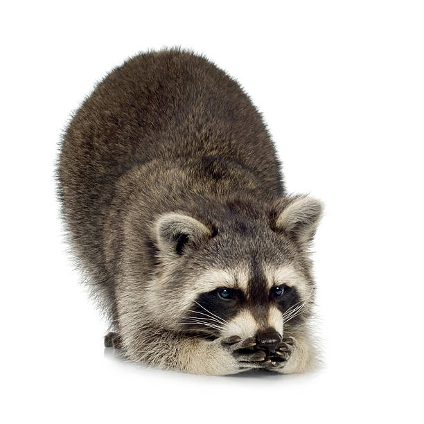 istock raccoon (9 months) -  Procyon lotor 116583995