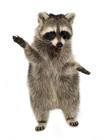 Raccoon in front of a white background.