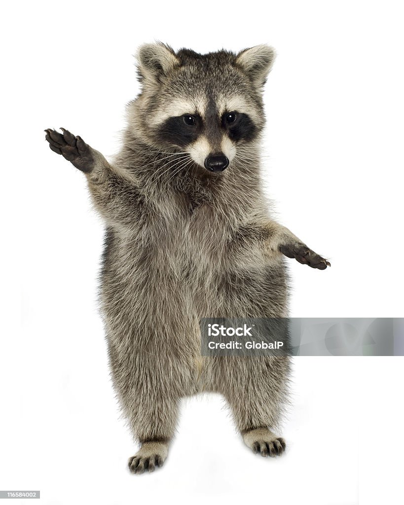 raccoon (9 months) -  Procyon lotor Raccoon in front of a white background. Raccoon Stock Photo