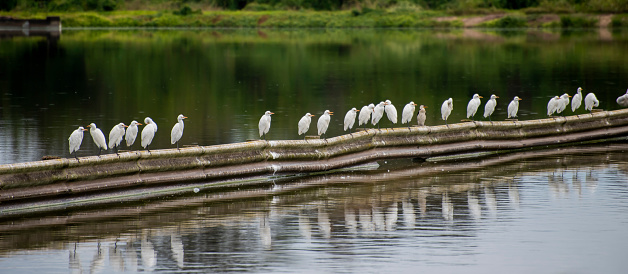 Egrets roost on a barrier at a small town sewerage works in rural NSW.