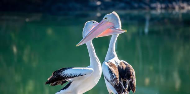 istock Amorous Australian Pelicans on a wharf at Urunga NSW. 1165840213