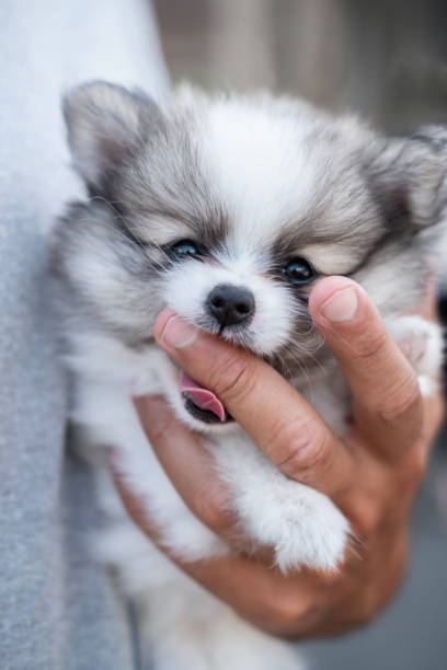 istock Pomeranian Puppy Chewing on Owner's Finger, Closeup 1165842150