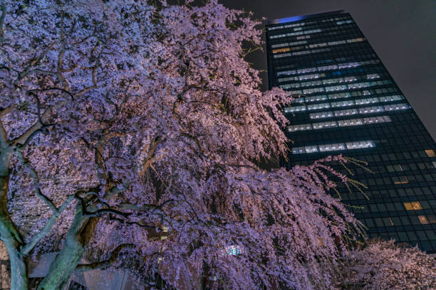 istock Skyscrapers of Shinjuku and write-up cherry 1165846444