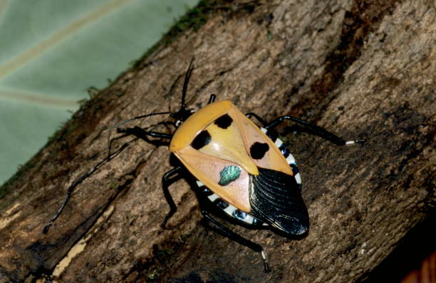istock Jewel Beetle from Amboli, Maharashtra, India 1165850592