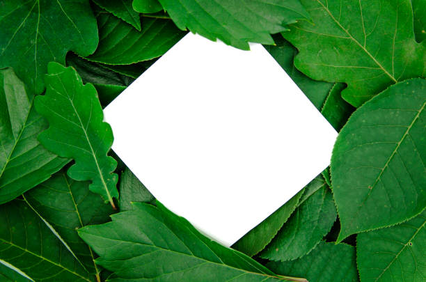 istock background green bright leaves on a white background isolated with copy space 1165850626
