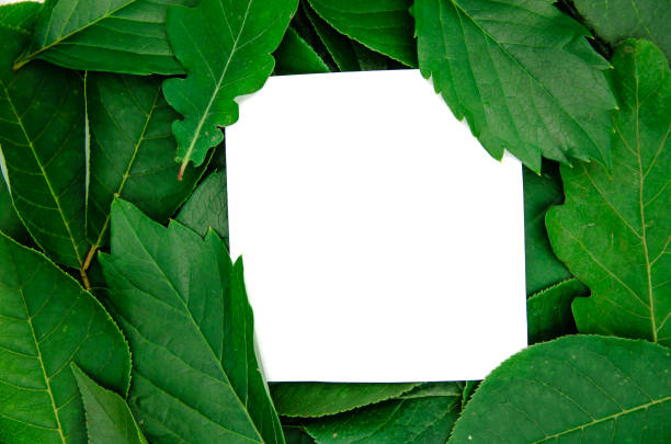 istock background green bright leaves on a white background isolated with copy space 1165850633