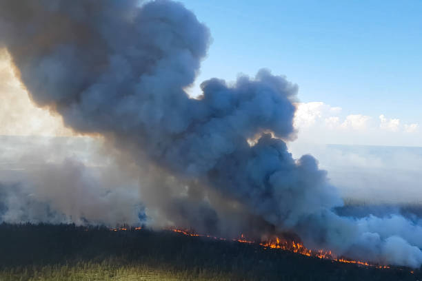 istock Fires in Russian forest, Transbaikal forest in fire, burning of 1165853526
