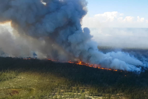 fuego en el bosque, árboles en llamas y hierba. incendios naturales - wildfire smoke fotografías e imágenes de stock