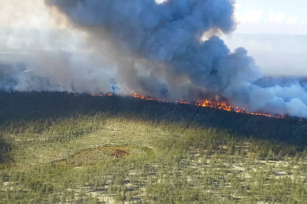 istock Fire in the forest, burning trees and grass. Natural fires 1165854105