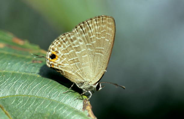 istock Slate Flash Butterfly,Rapala manea from Amboli, India 1165854365