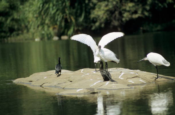 Black Headed Ibis and Great Cormorants at Ranganthittu, Karnataka, India