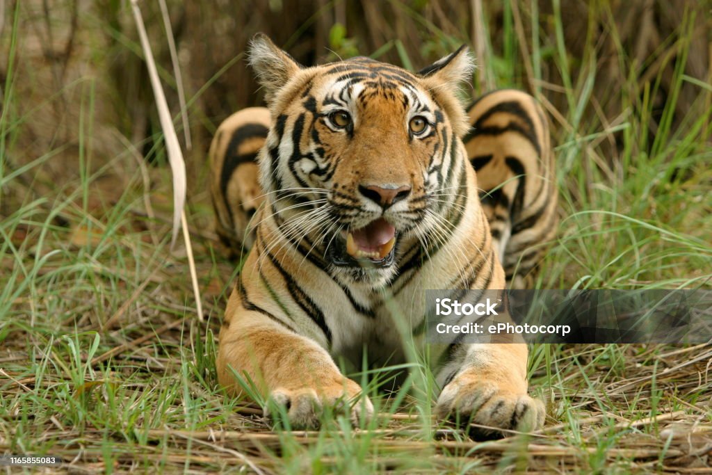 Panthera Tigers Female Tiger Kanha Tiger Reserve Madhya Pradesh India Stock  Photo - Download Image Now - iStock