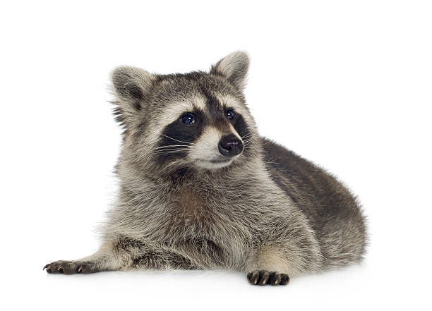 istock raccoon (9 months) -  Procyon lotor 116585567