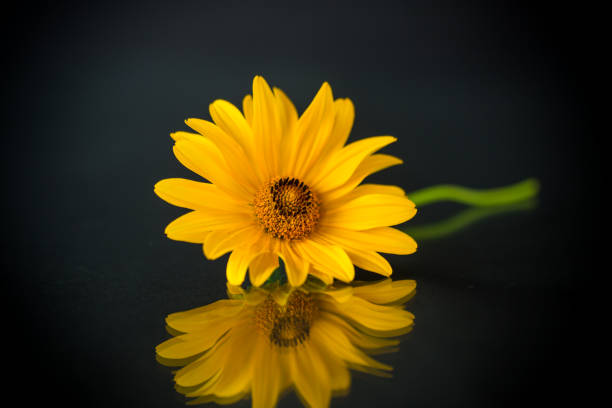 yellow summer blooming daisy flower isolated on black background