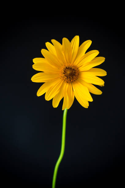 istock yellow summer blooming daisy flower isolated on black 1165856887