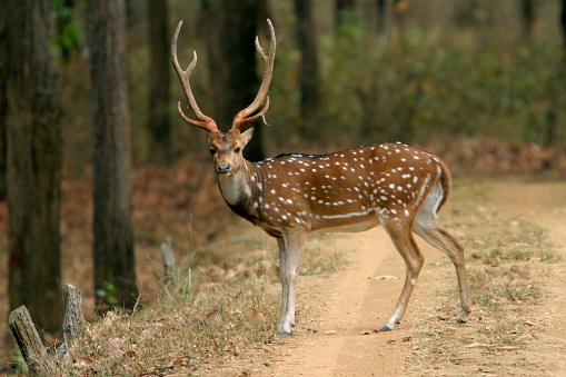 Spotted deer or chital, Axis axis, Kanha National Park, Madhya Pradesh, IndiaÊ