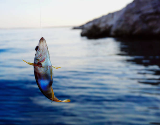 istock Sea fish Serranus Scriba on a fishing thread line fished above sea surface 1165857944