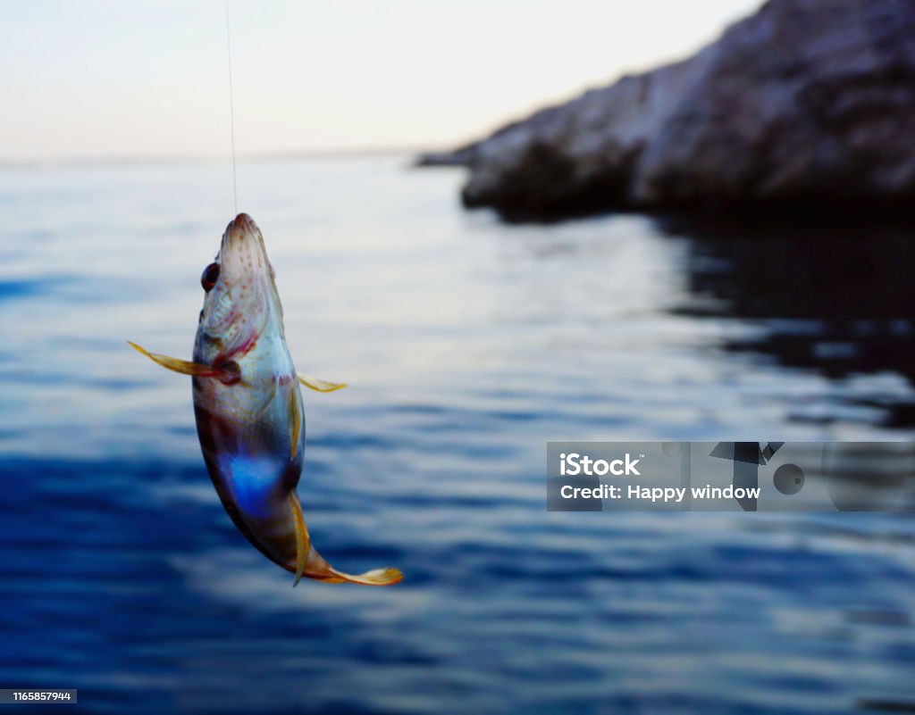 Sea Fish Serranus Scriba On A Fishing Thread Line Fished Above Sea