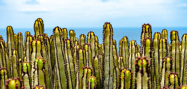 Cereus Cactus at the coast of Fuerteventura.