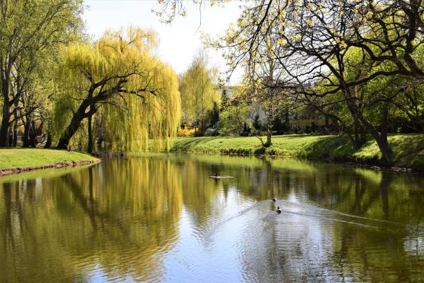 Willow curve horizontally Trees at the Czerniakowski Lake, reflections in the water. weeping willow stock pictures, royalty-free photos & images