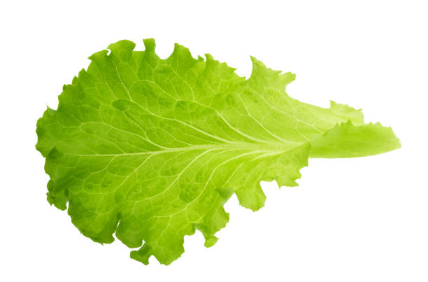 green lettuce leaf isolated without shadow - iceberg lettuce imagens e fotografias de stock