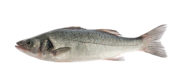 istock sea bass fish isolated on white background 1165859908
