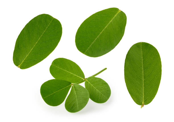 peanut leaf isolated white background - arachis hypogaea fotos imagens e fotografias de stock