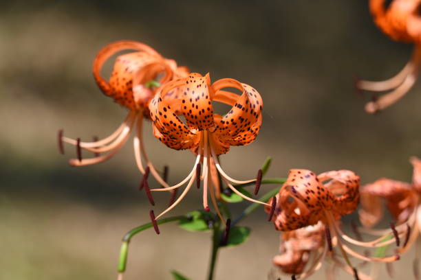 Tiger lily flowers A tiger lily flowers in summer, and a scaly bulb becomes edible. red tiger lily stock pictures, royalty-free photos & images