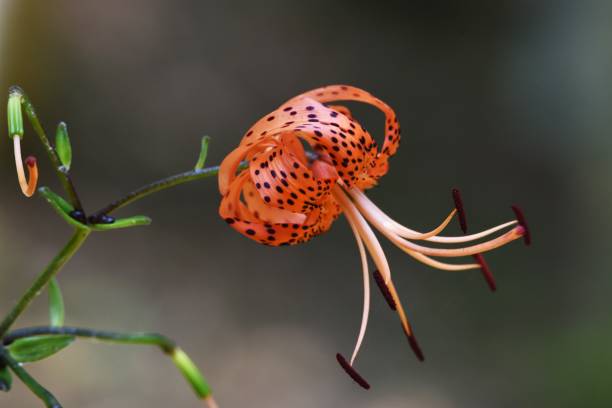 Tiger lily flowers A tiger lily flowers in summer, and a scaly bulb becomes edible. red tiger lily stock pictures, royalty-free photos & images